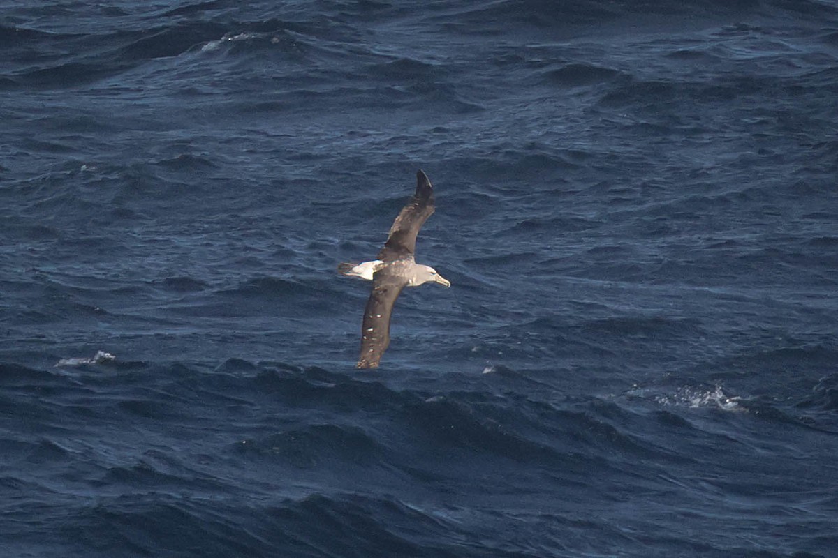 Albatros de Salvin - ML616471144