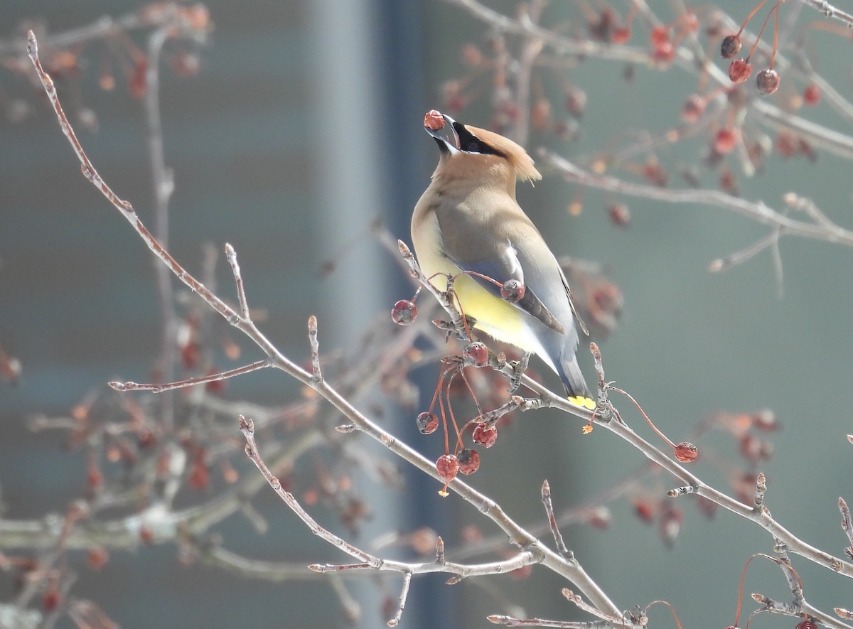 Cedar Waxwing - ML616471149