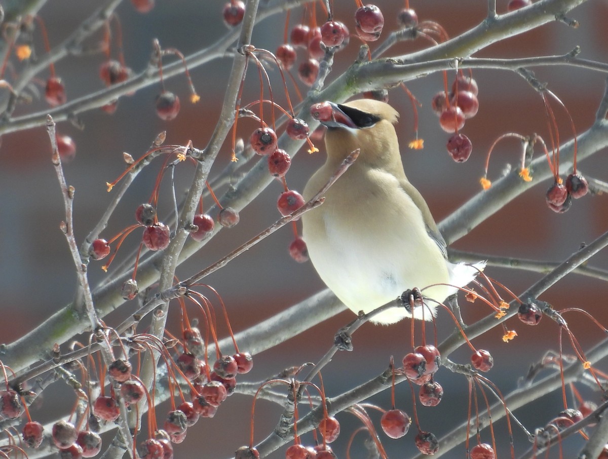 Cedar Waxwing - ML616471150