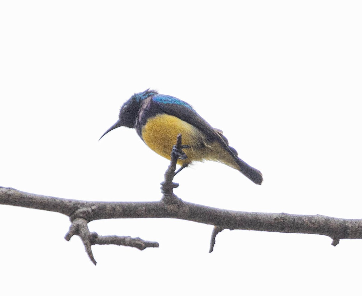 Variable Sunbird - ML616471191