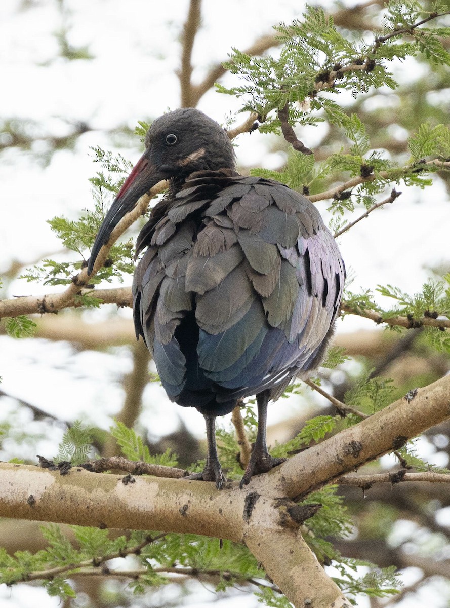 Hadada Ibis - ML616471205