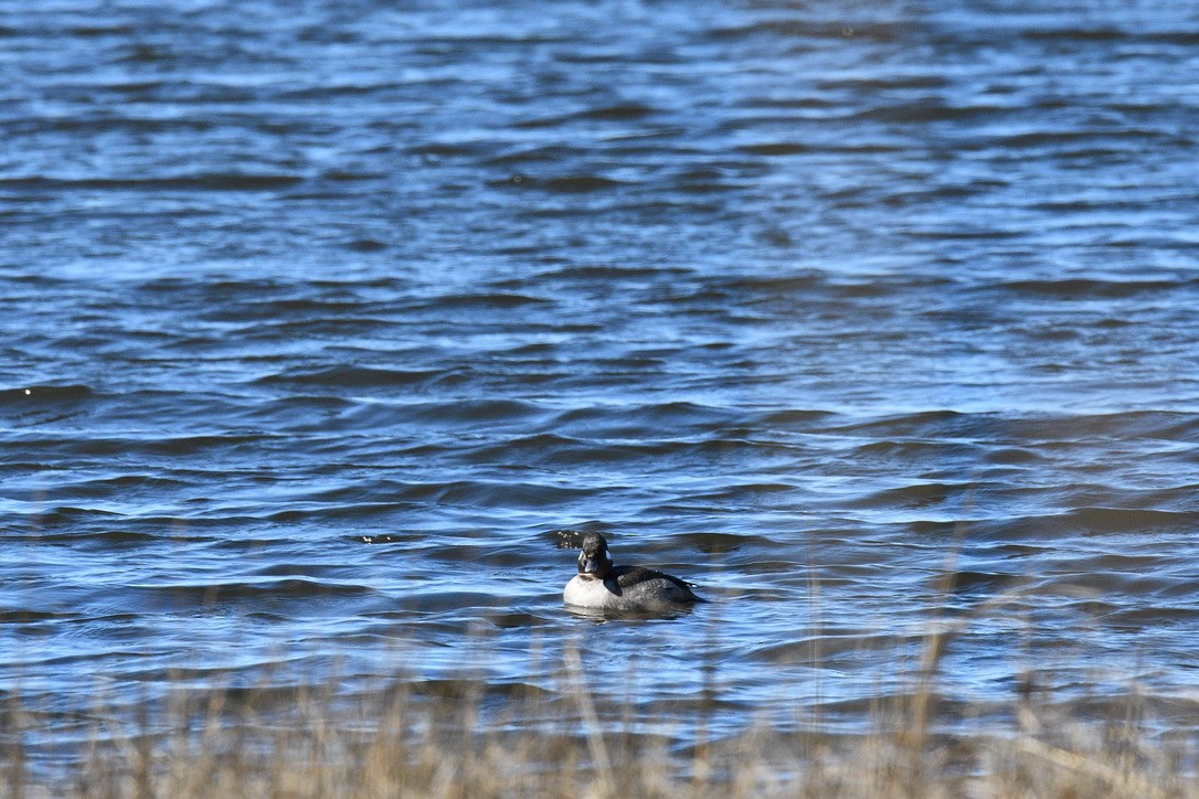 Bufflehead - ML616471207