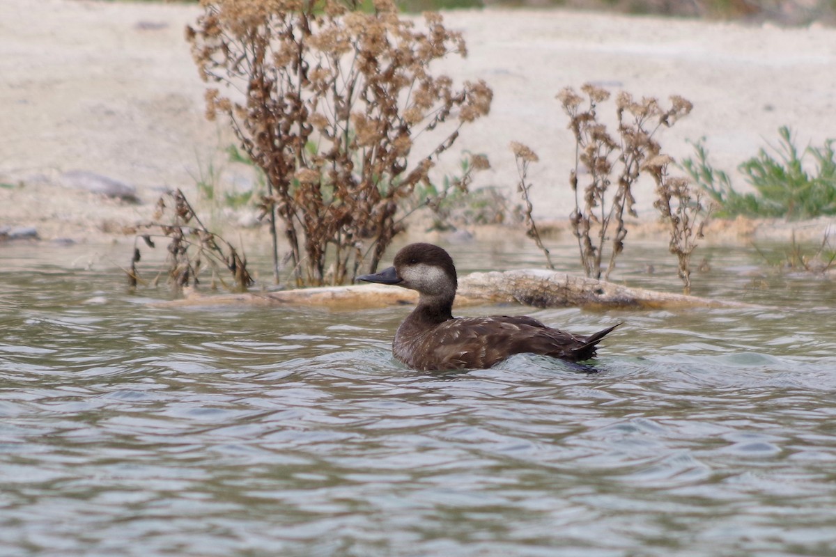 Black Scoter - ML616471224