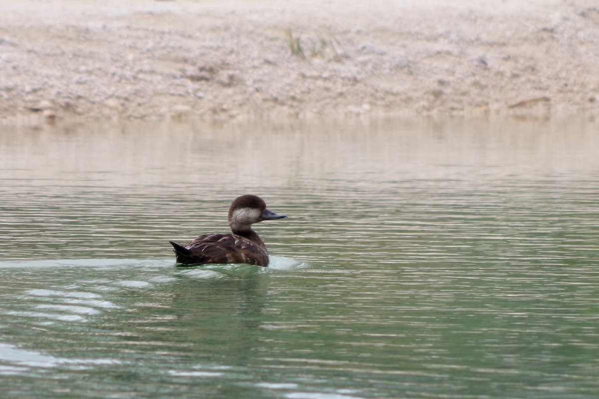 Black Scoter - ML616471225