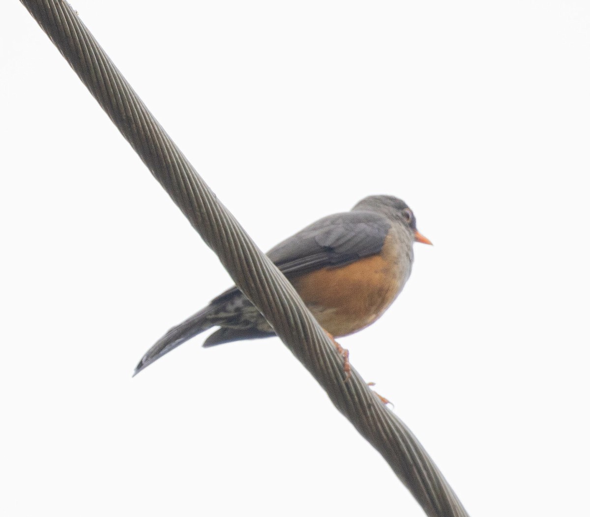 Abyssinian Thrush - ML616471226