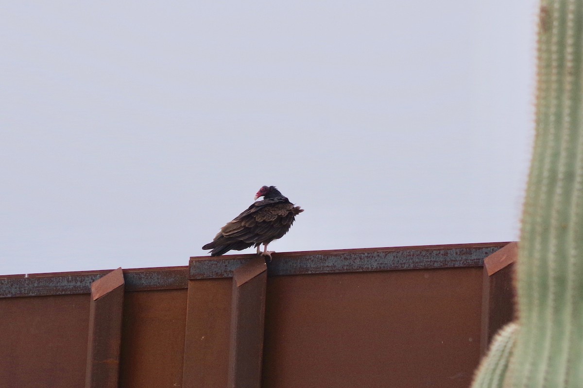 Turkey Vulture - ML616471229