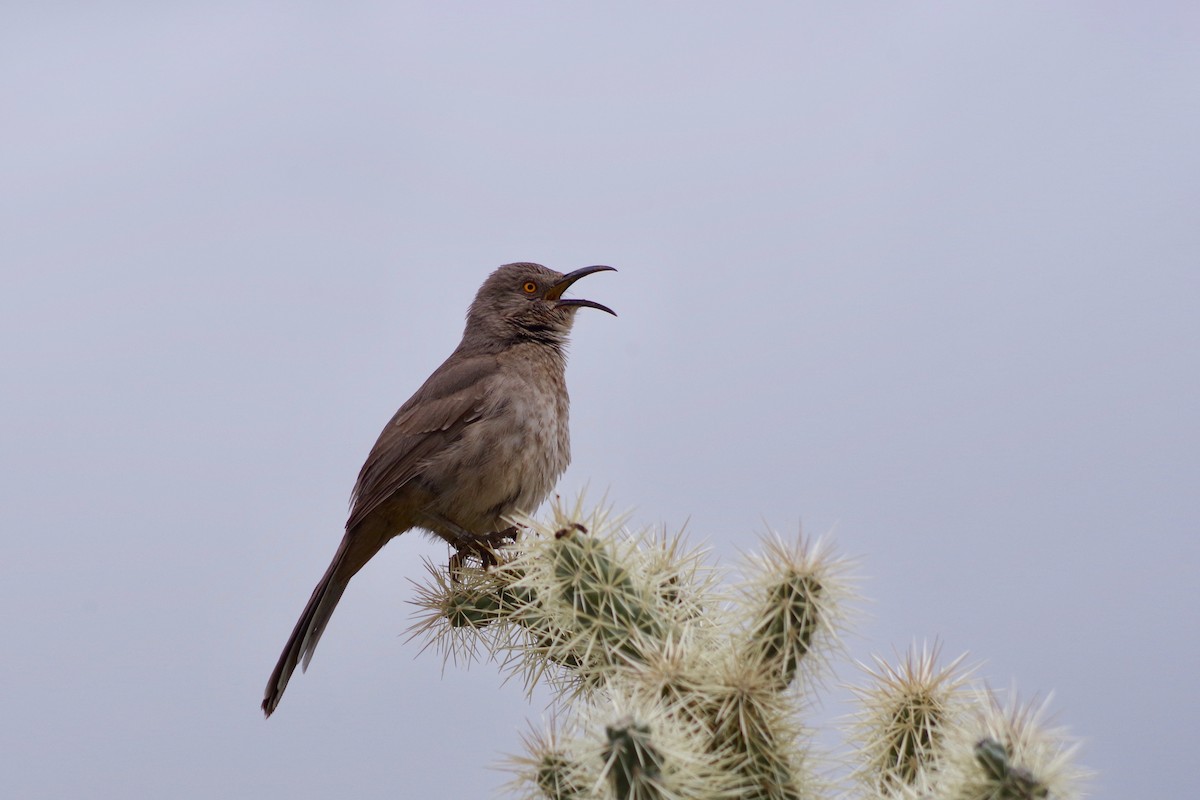 Curve-billed Thrasher - ML616471230