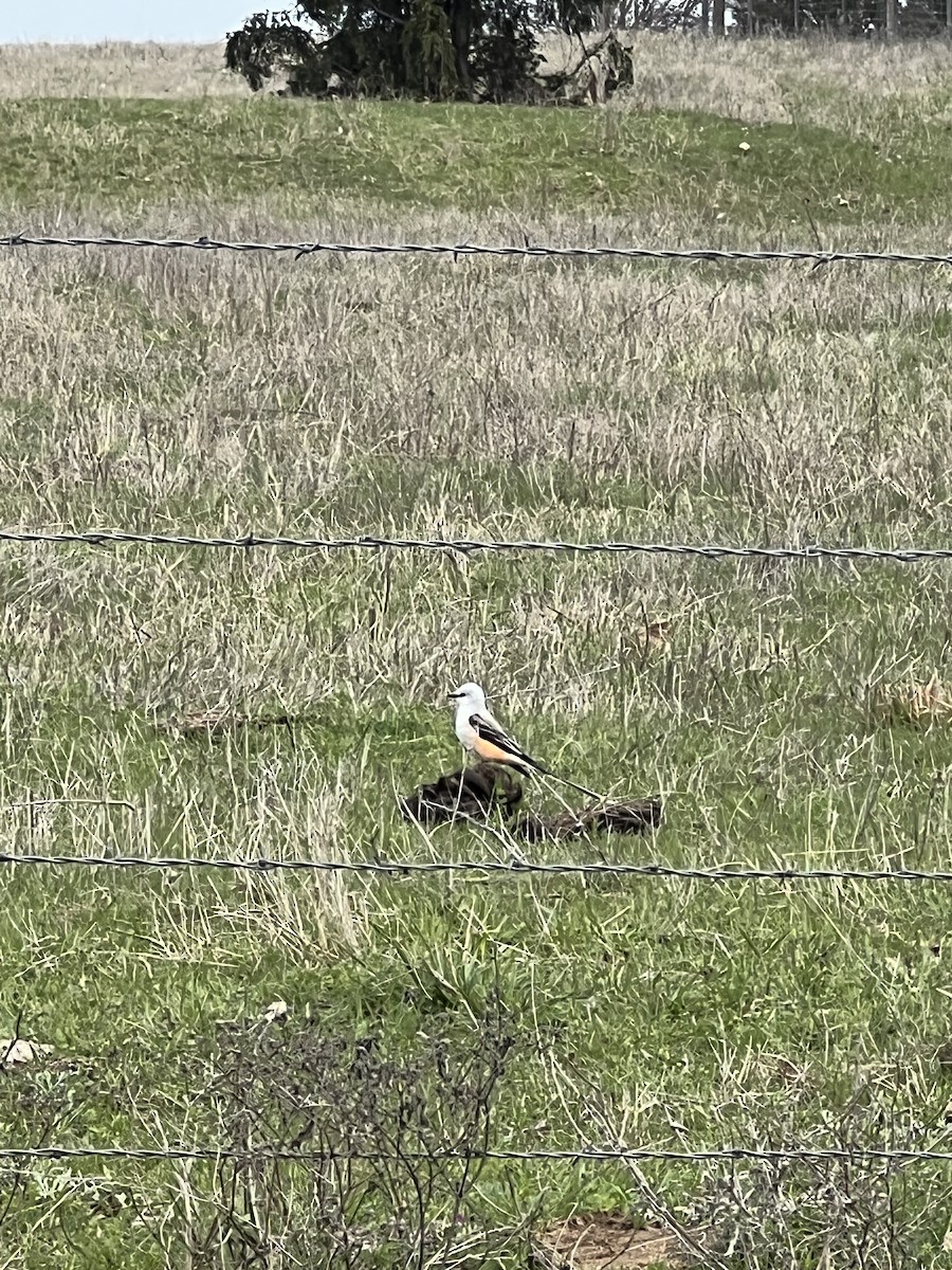 Scissor-tailed Flycatcher - Mattie Phillips