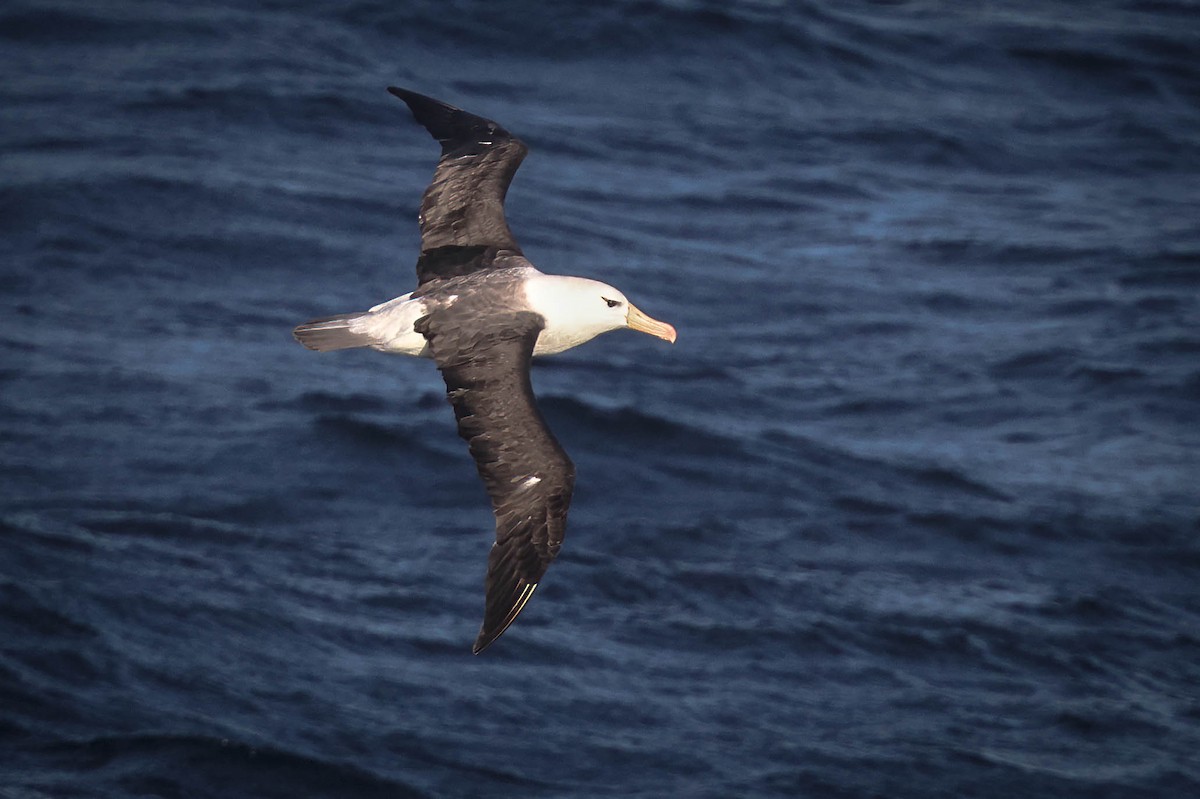 Albatros à sourcils noirs - ML616471302