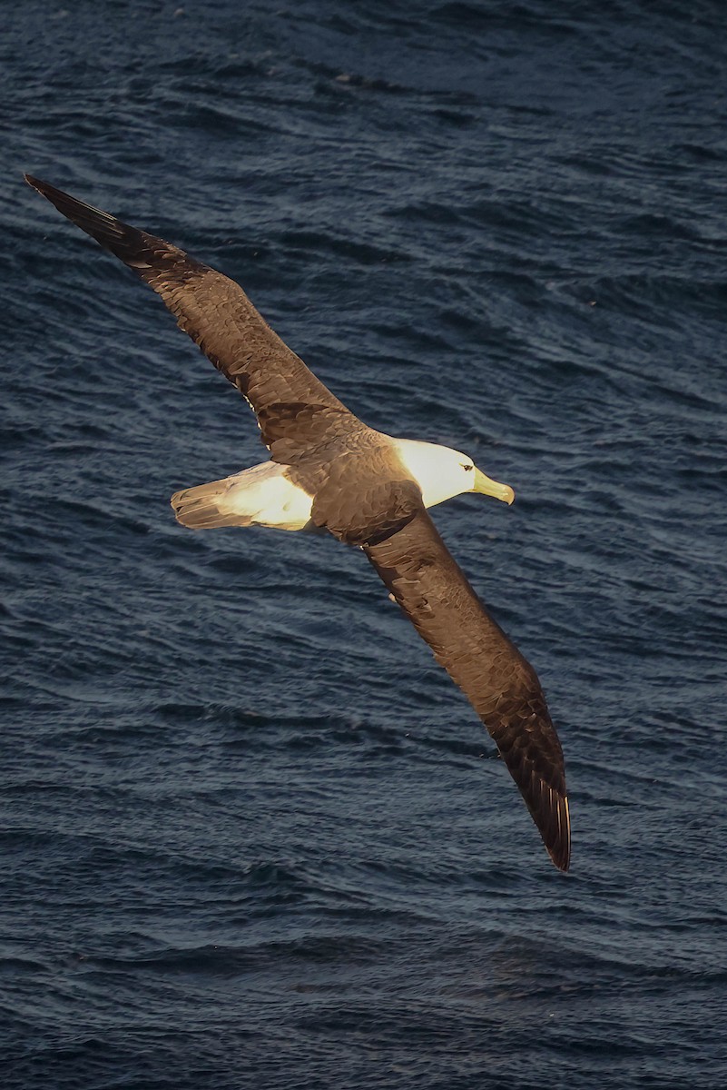 Albatros Ojeroso - ML616471313