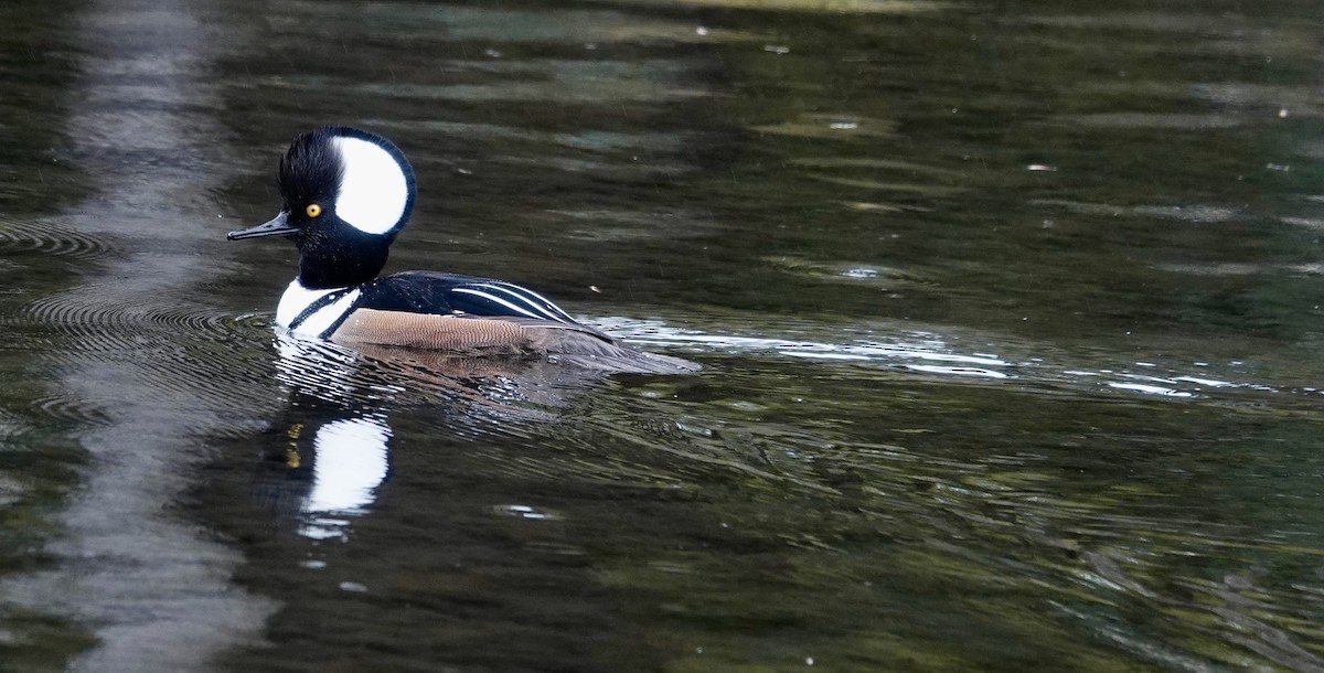 Hooded Merganser - ML616471317