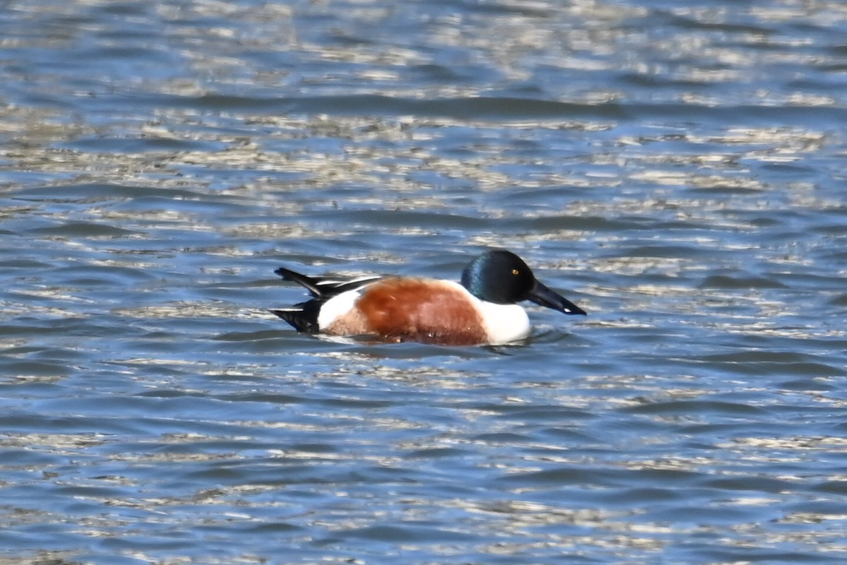 Northern Shoveler - ML616471342