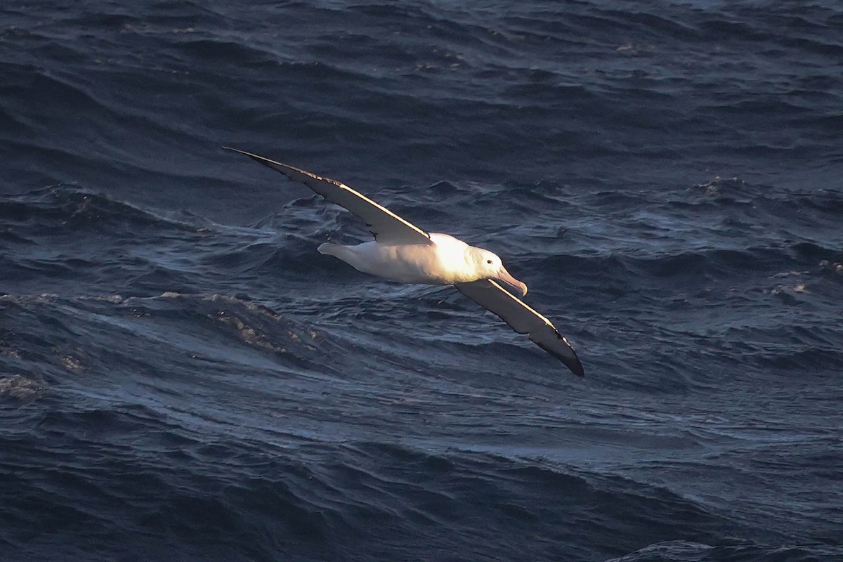 Southern Royal Albatross - Skip Russell