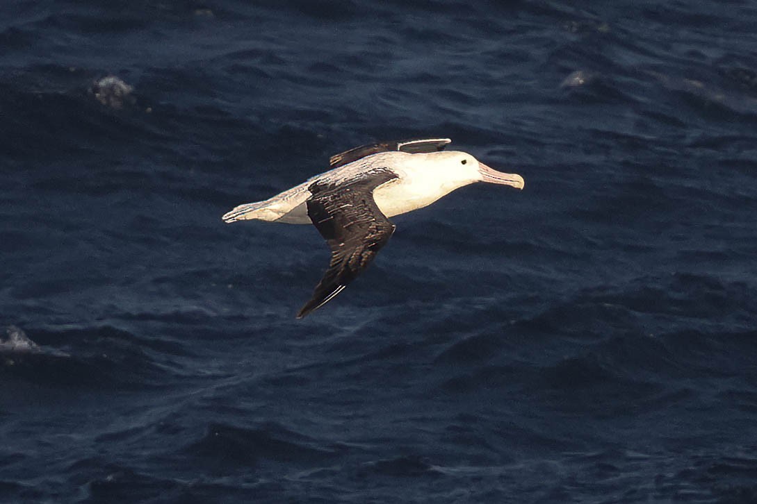 albatros Sanfordův/královský - ML616471352