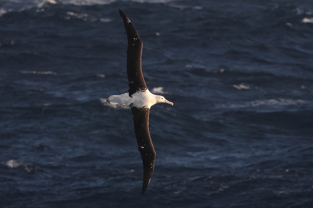 Albatros de Sanford ou A. royal - ML616471354