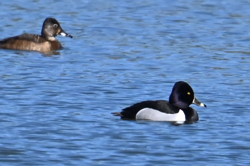 Ring-necked Duck - ML616471378