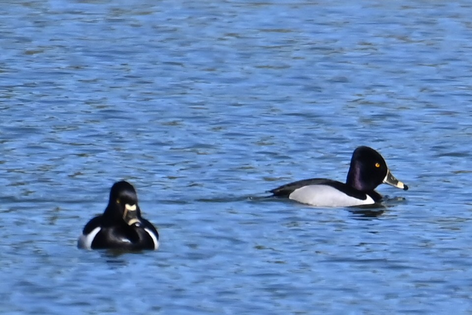 Ring-necked Duck - ML616471379