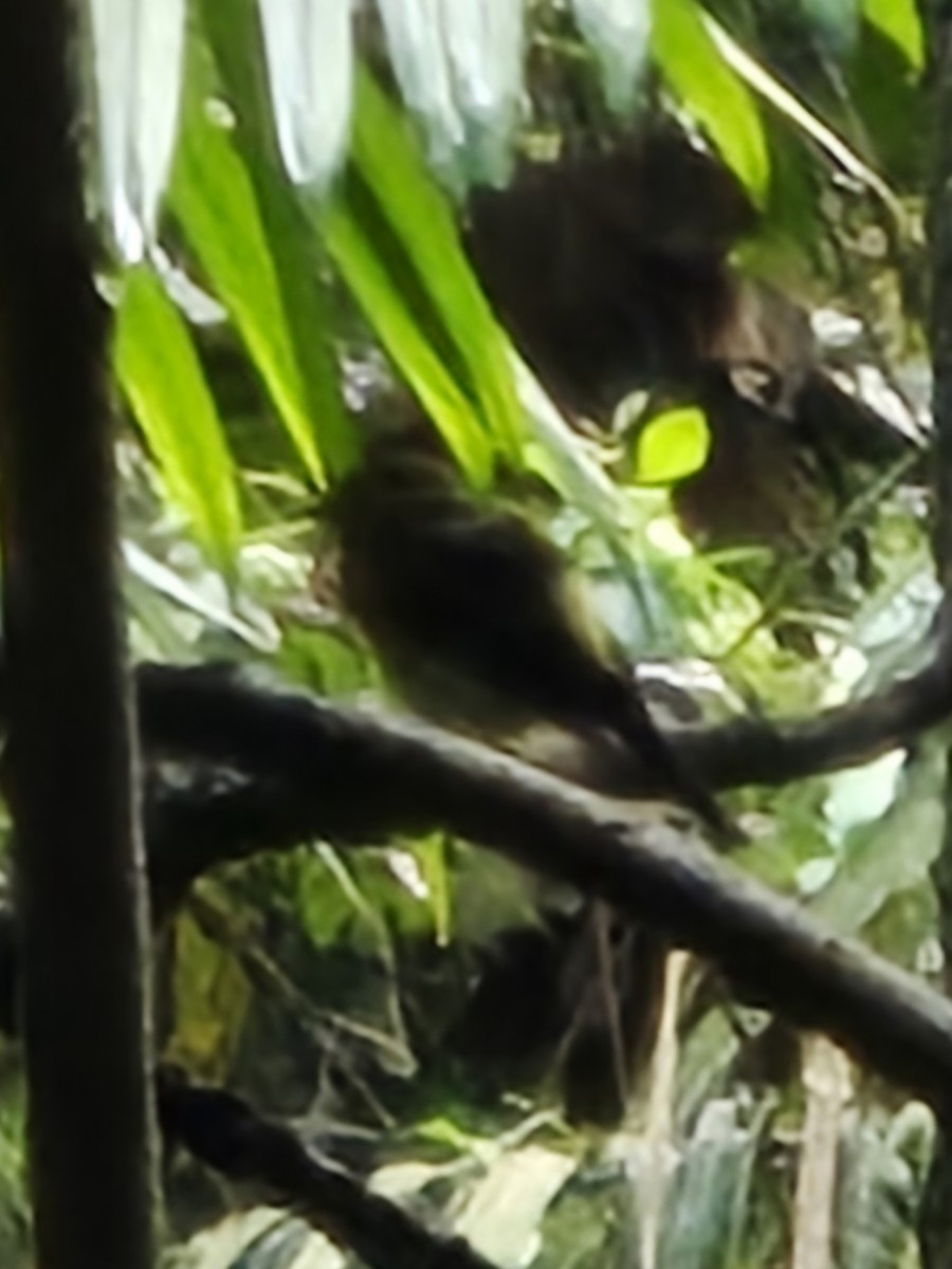 Sulphur-rumped Flycatcher - Alex C