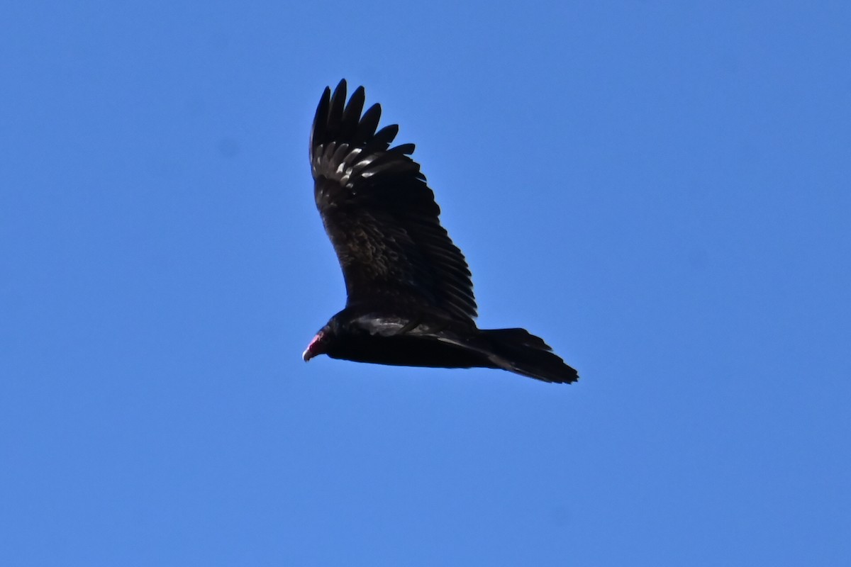 Turkey Vulture - ML616471421