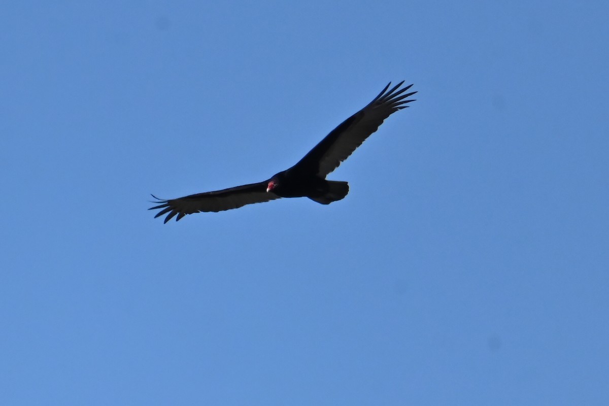 Turkey Vulture - ML616471422