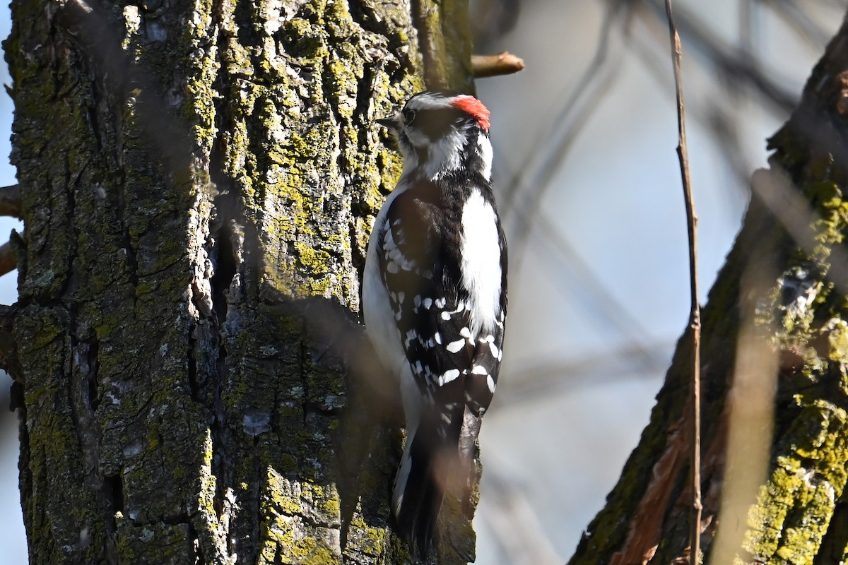 Downy Woodpecker - ML616471439