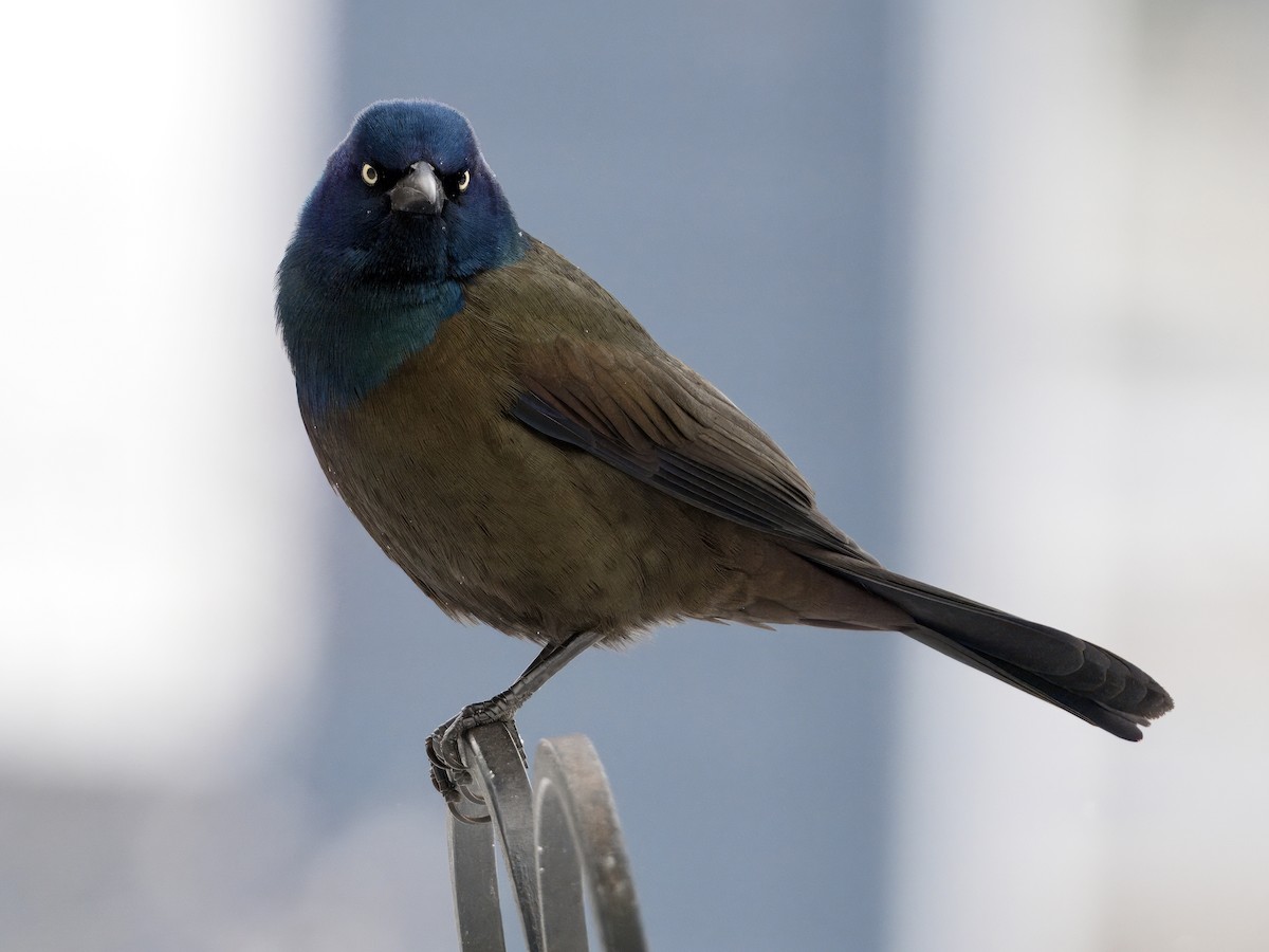 Common Grackle - Bobby Wilcox