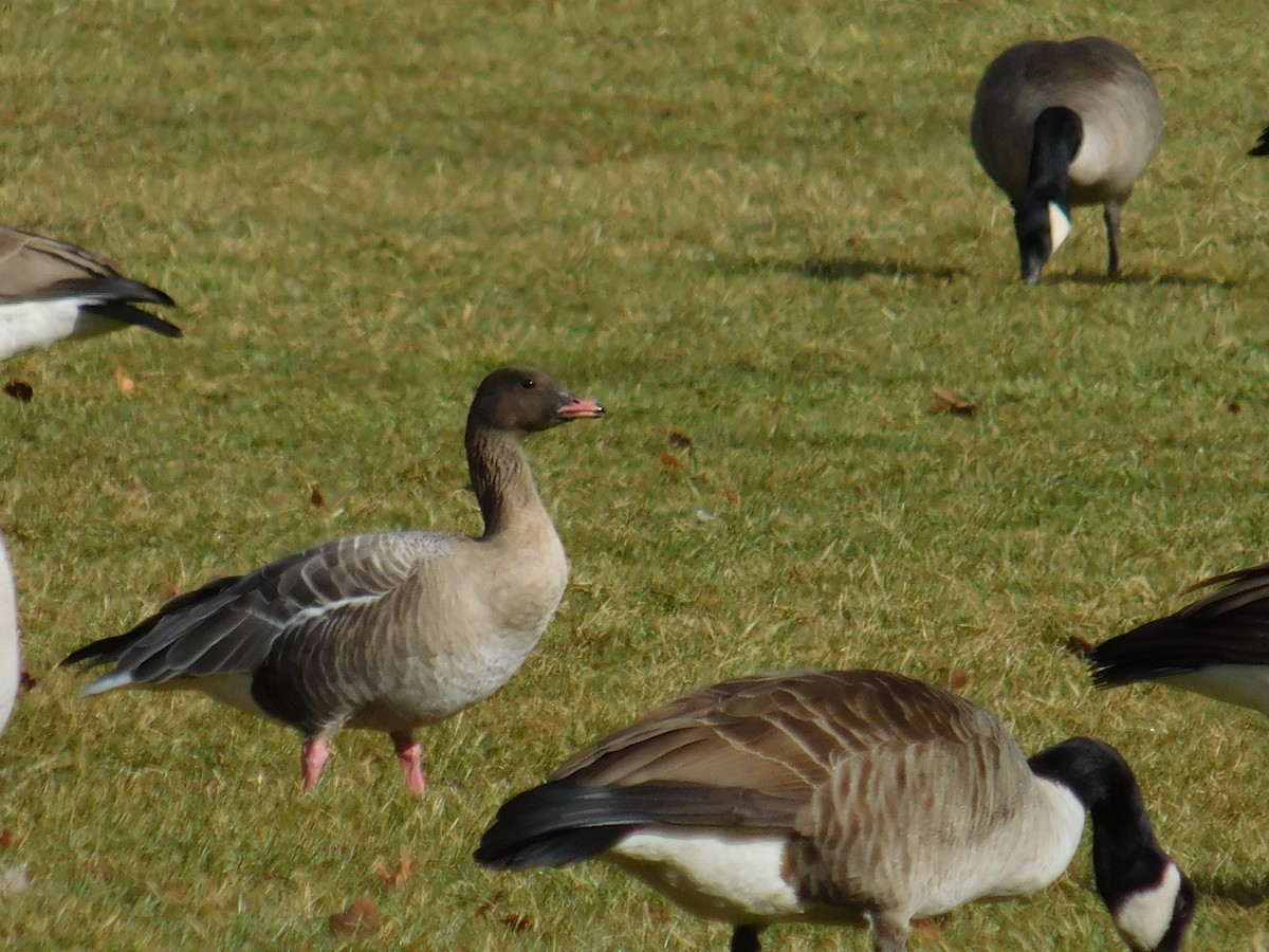Pink-footed Goose - ML616471462