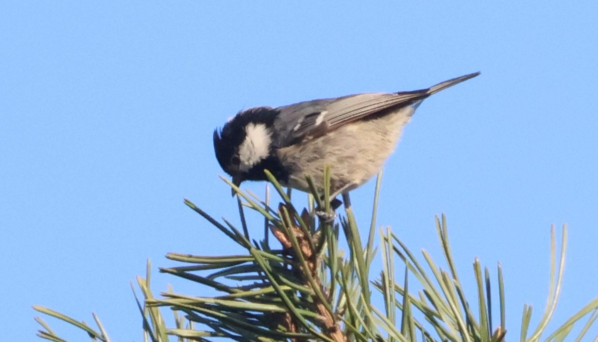 Coal Tit - ML616471463