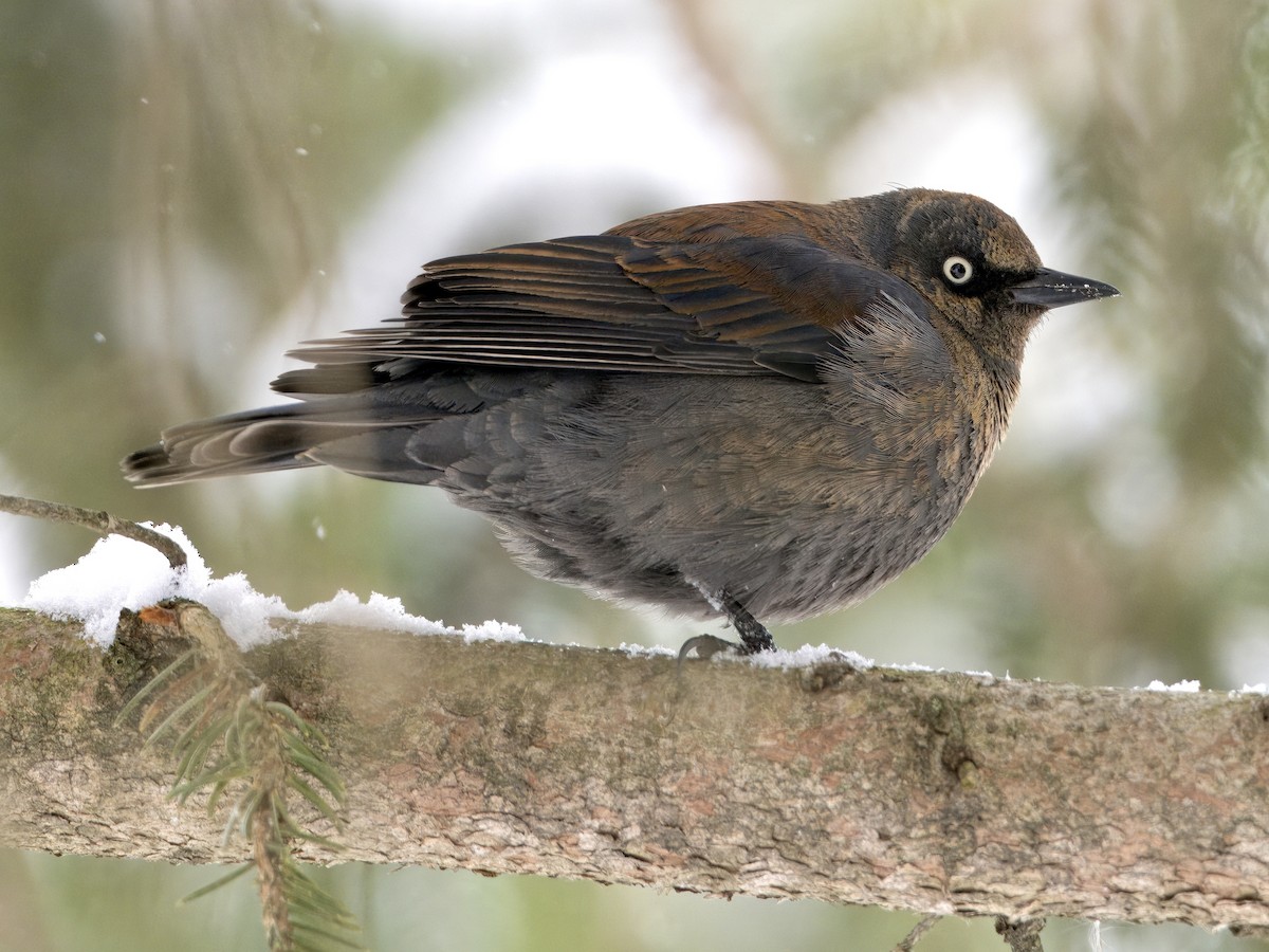 Rusty Blackbird - Bobby Wilcox