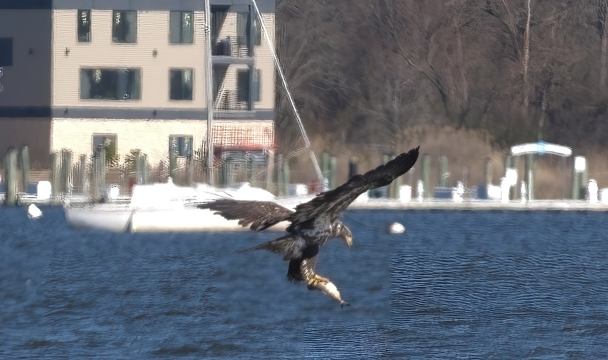 Bald Eagle - Maureen Seaberg