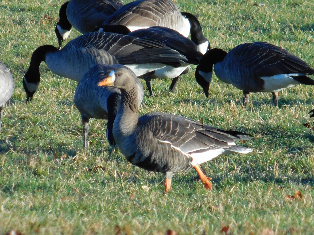 Greater White-fronted Goose - ML616471506