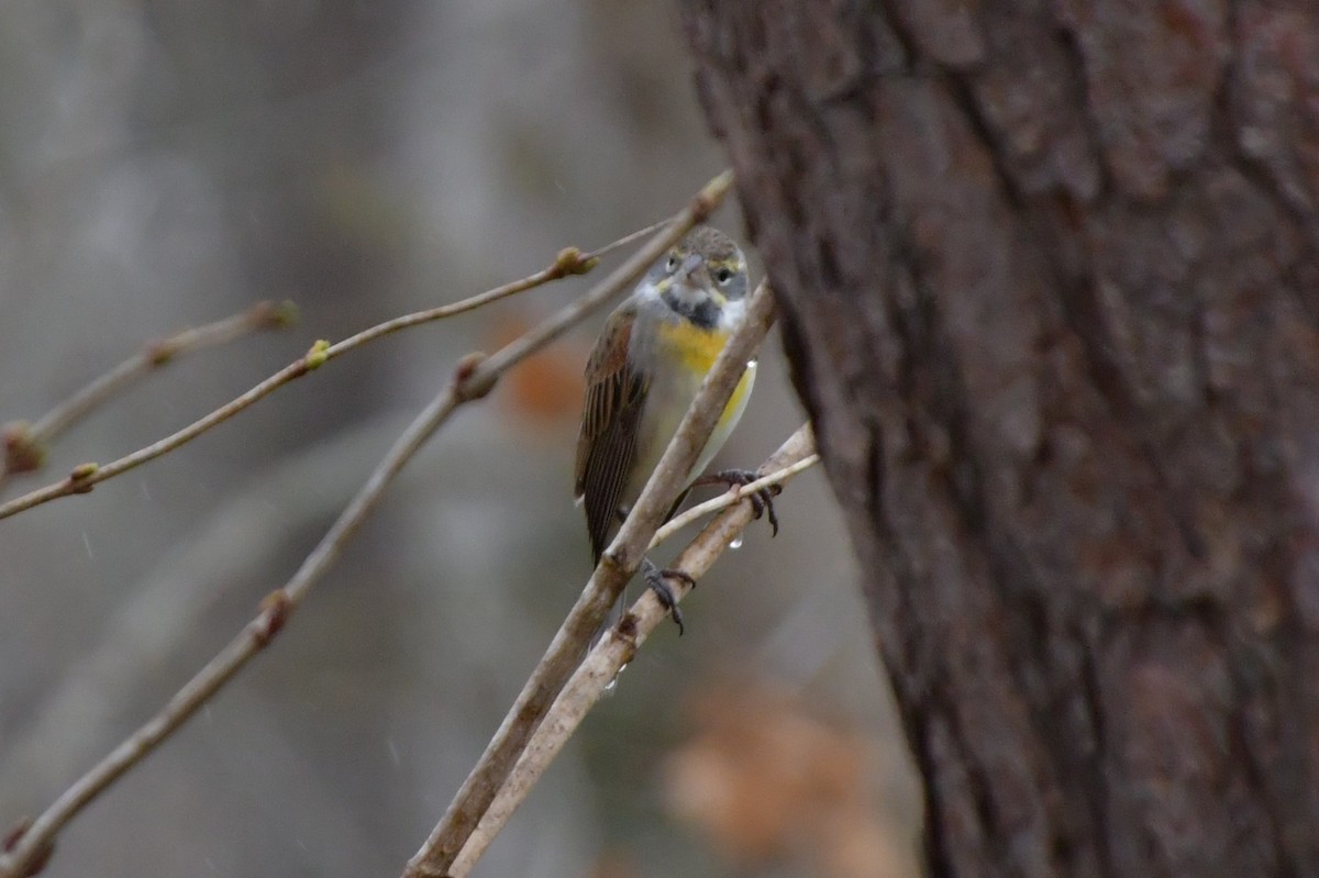 Dickcissel - ML616471554