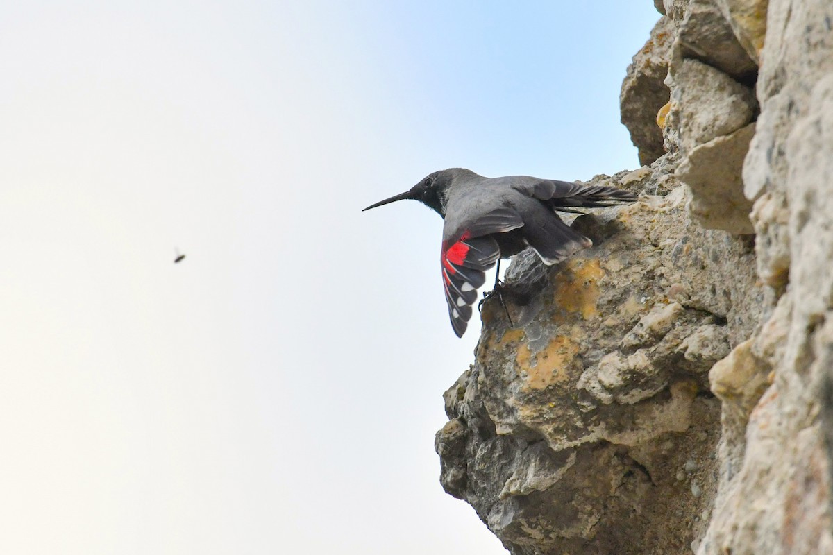 Wallcreeper - ML616471559