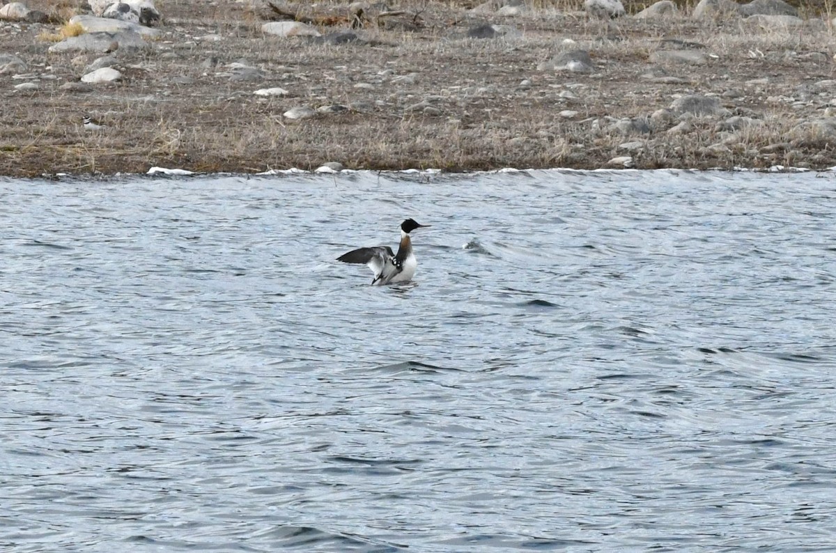 Red-breasted Merganser - ML616471574