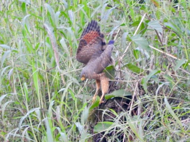 Roadside Hawk - ML616471631