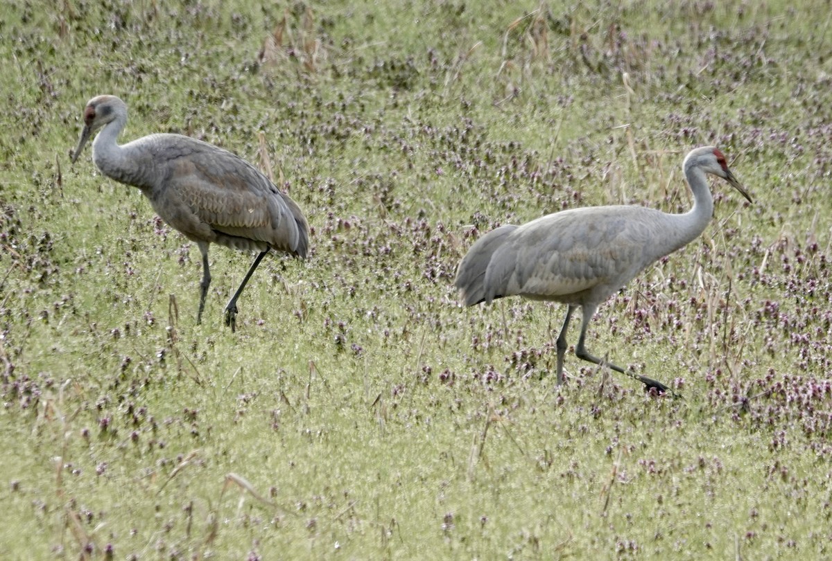 Sandhill Crane - ML616471636