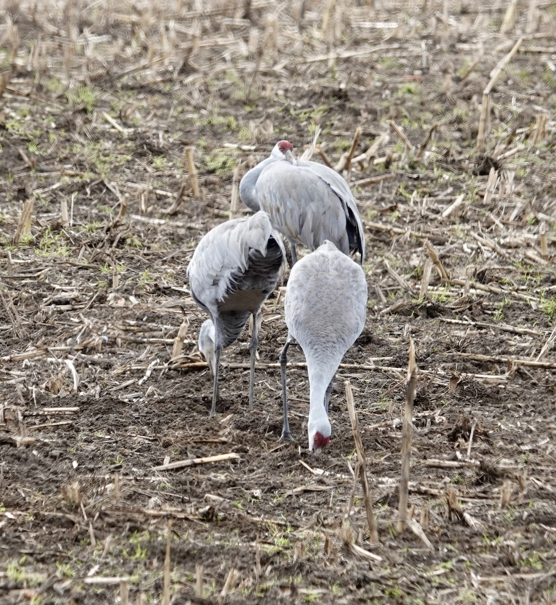 Sandhill Crane - ML616471637