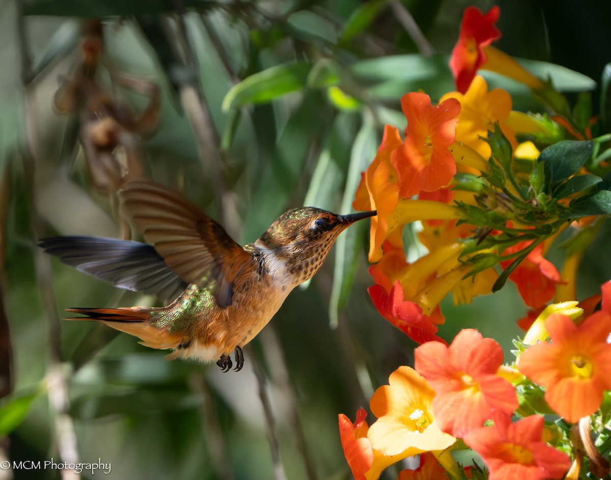 Scintillant Hummingbird - ML616471712