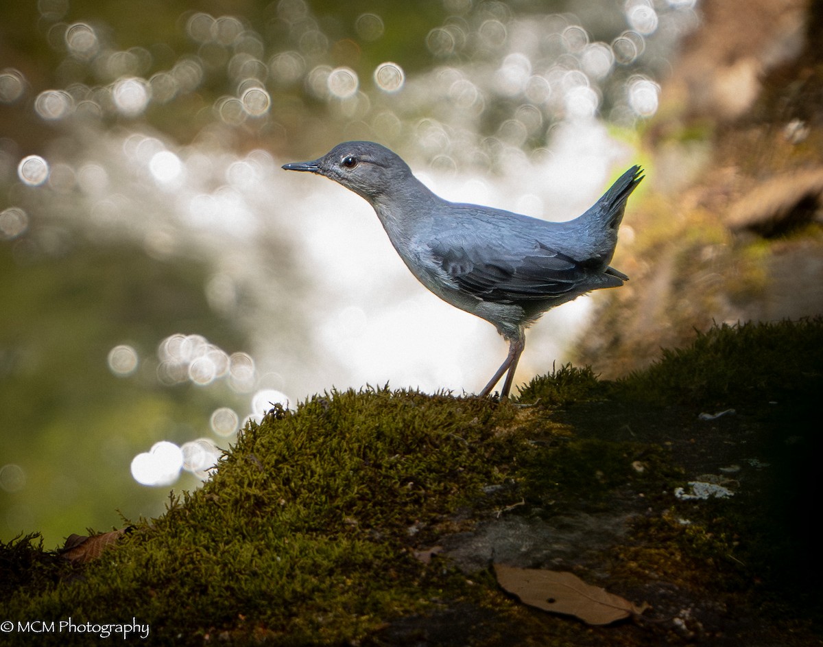 American Dipper - Mary Catherine Miguez