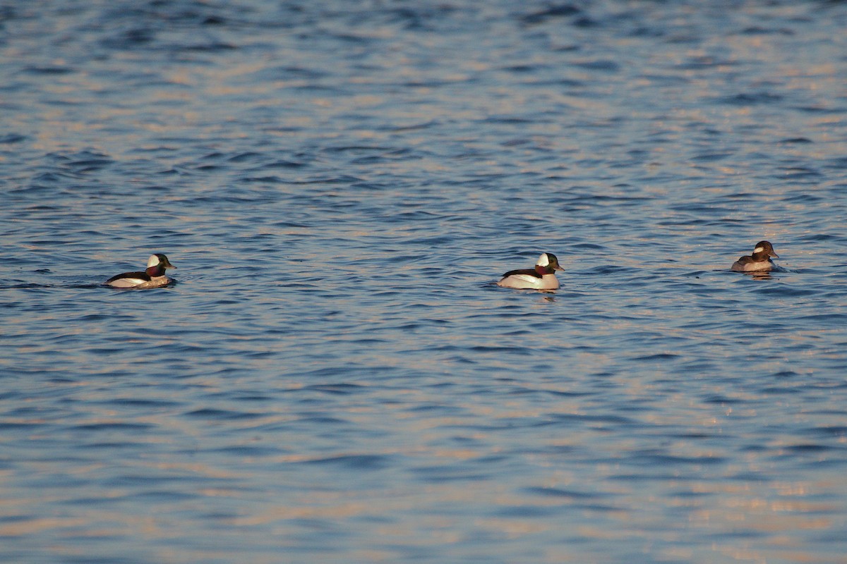 Bufflehead - ML616471774