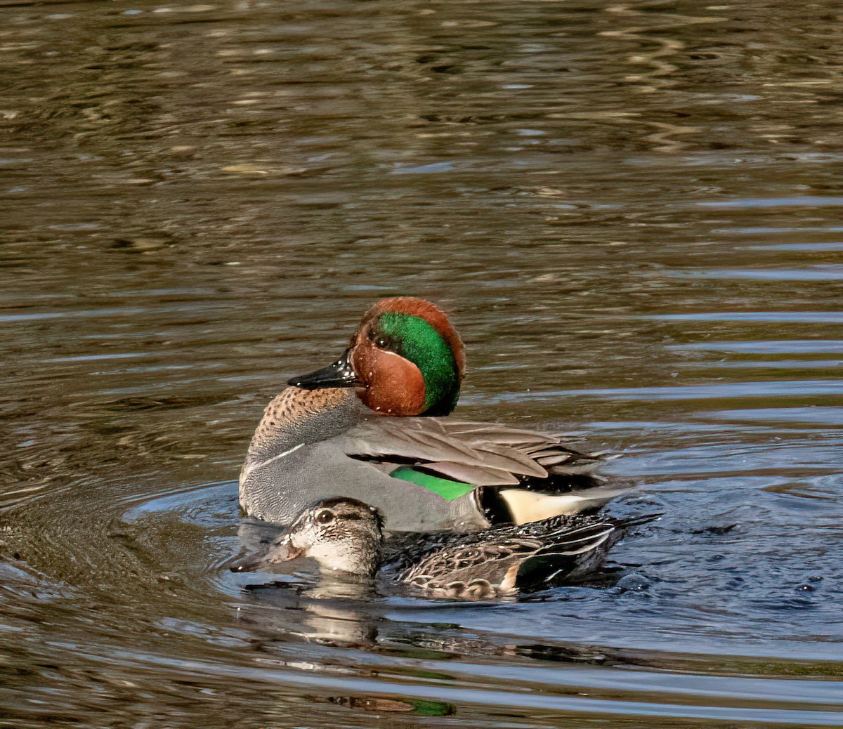 Green-winged Teal - ML616471776