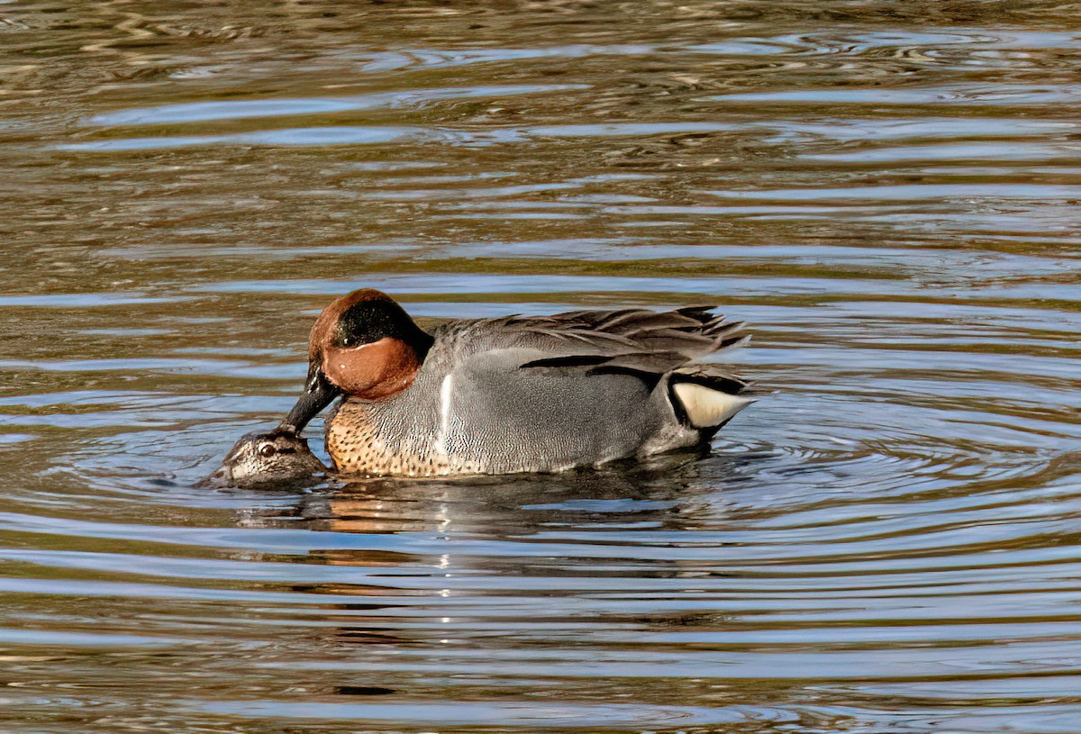 Green-winged Teal - ML616471778
