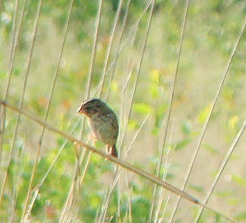 Henslow's Sparrow - ML616471798