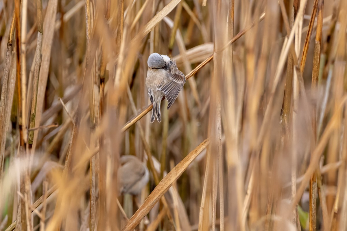 Chinese Penduline-Tit - ML616471807