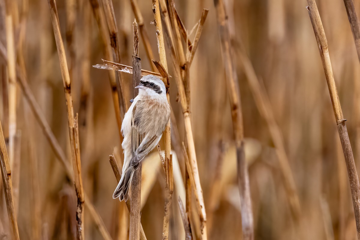 Chinese Penduline-Tit - Louis Bevier