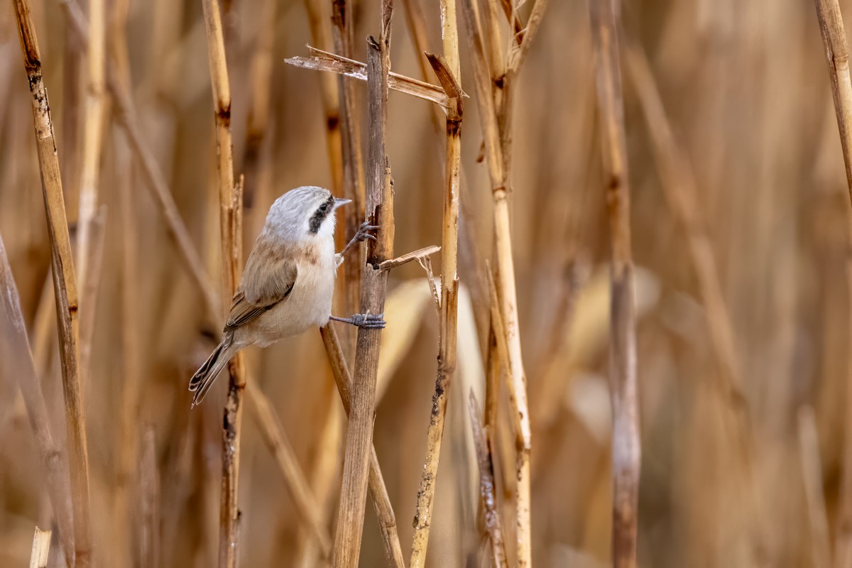 Chinese Penduline-Tit - ML616471809