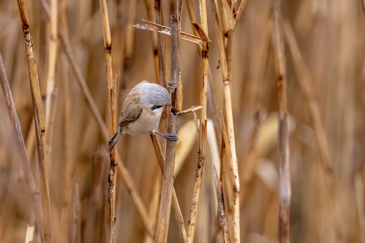 Chinese Penduline-Tit - ML616471810