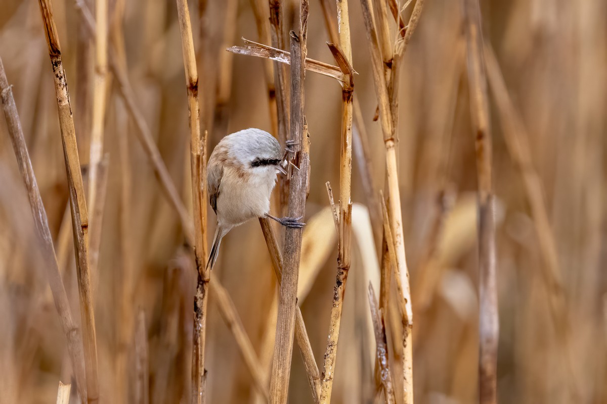 Chinese Penduline-Tit - ML616471811