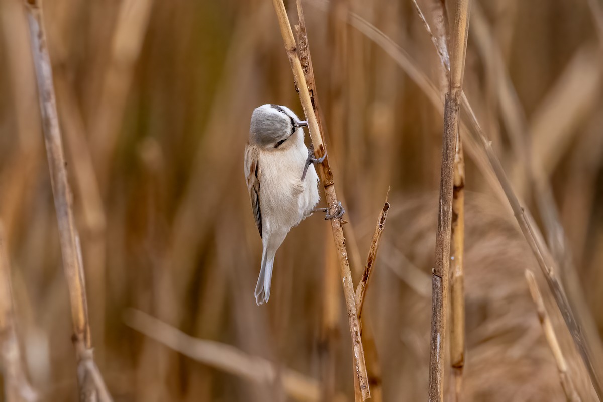 Pájaro Moscón Chino - ML616471812