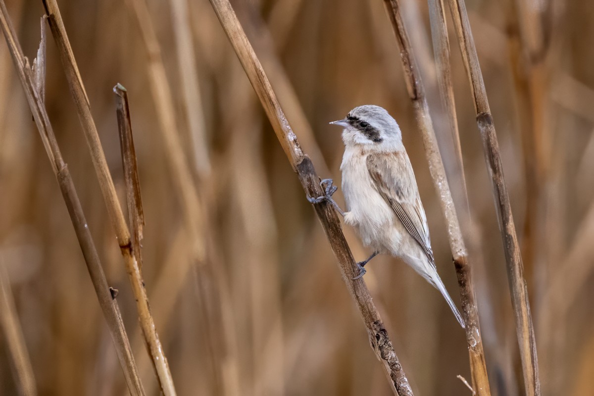 Chinese Penduline-Tit - ML616471813